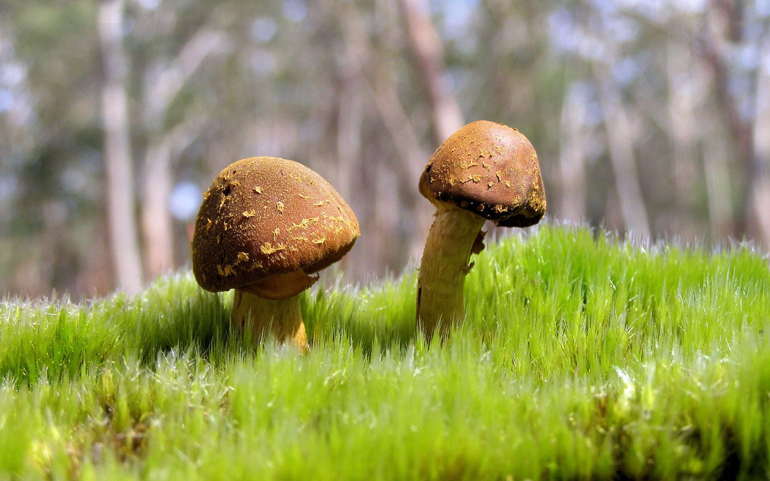 统治级霍勒迪终结爵士，辽宁队展露冠军相